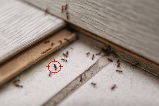 Best Cockroach Control Services  in Roebuck, SC