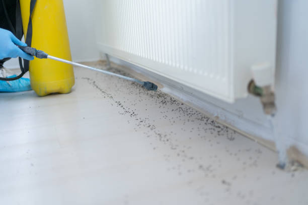 Best Flea Control Services  in Roebuck, SC